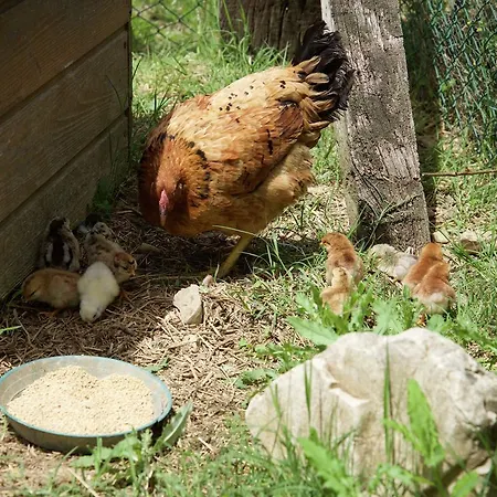 Charmante Escape In *