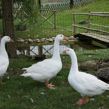 Charmante Escape In *