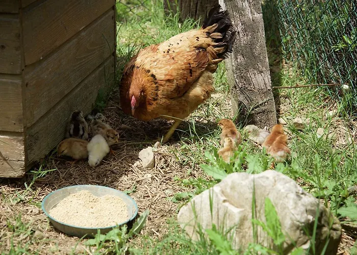 Charmante Escape In *