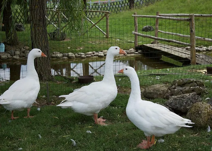 Charmante Escape In *